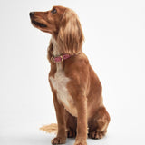 Barbour Leather Dog Collar in Pink, Size Large