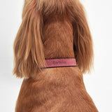 Barbour Leather Dog Collar in Pink, Size Large