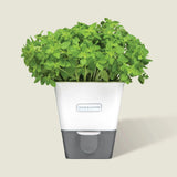 Cole & Mason Burwell Self-Watering Potted Herb Keeper