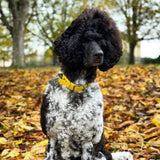 Creature Clothes Vegan Leather Large Collar In Yellow