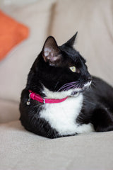 Joules Cambridge Floral Cat Collar Twin Pack