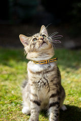 Joules Coastal Cat Collar Twin Pack