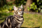 Joules Coastal Cat Collar Twin Pack