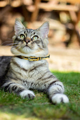 Joules Coastal Cat Collar Twin Pack