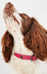 Joules Pink Leather Dog Collar