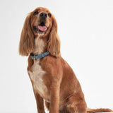 Barbour Leather Dog Collar in Blue, Size Small