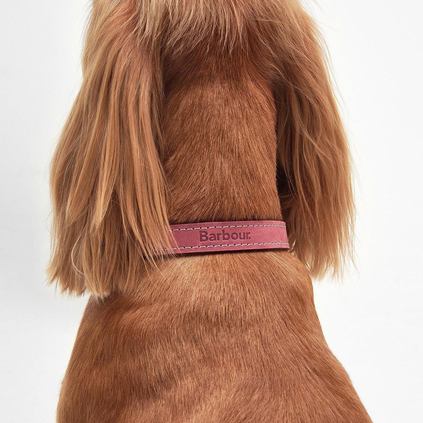 Barbour Leather Dog Collar in Pink, Size Large - Main Image
