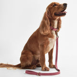 Barbour Leather Dog Lead in Pink