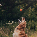 BECO Fetch Ball In Orange