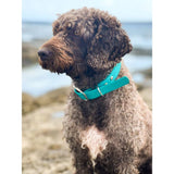 Creature Clothes Vegan Leather Large Collar In Teal