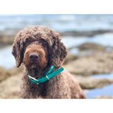 Creature Clothes Vegan Leather Medium Collar In Teal