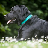 Creature Clothes Vegan Leather Medium Collar In Teal