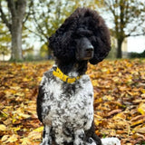 Creature Clothes Vegan Leather Small Collar In Yellow