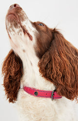 Joules Pink Leather Dog Collar