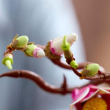 LEGO Botanicals Magnolia Branches