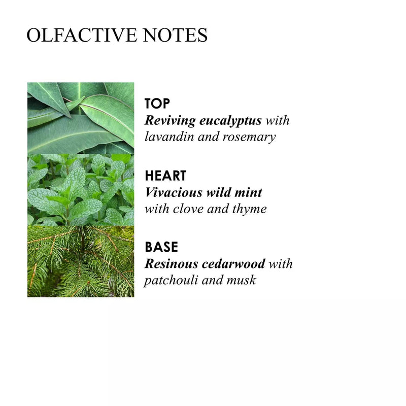 Molton Brown Infusing Eucalyptus Stimulating Body Polisher 275G Elys Wimbledon