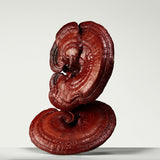 Origins Mega Mushroom Restorative Skin Concentrate 30ml