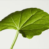 Origins Mega Mushroom Restorative Skin Concentrate 30ml