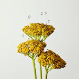 Origins Plantscription™ Essentials for Lifted looking & Firmer feeling skin Gift Set
