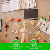 Human Body Anatomy Model