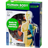 Human Body Anatomy Model