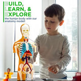 Human Body Anatomy Model