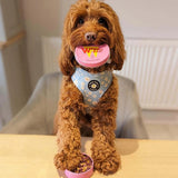 W'ZIS Lamp Post & Chips Tin of Dog Treats