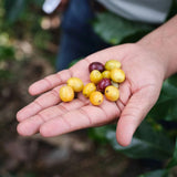 Whittard San Agustin Colombia Ground Coffee Valve Pack